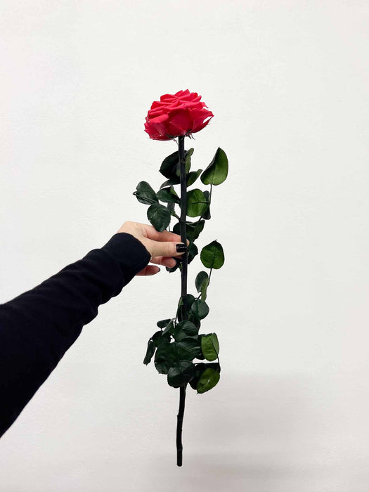 ROSALBA » Stelo di Rosa scuro 50cm premium