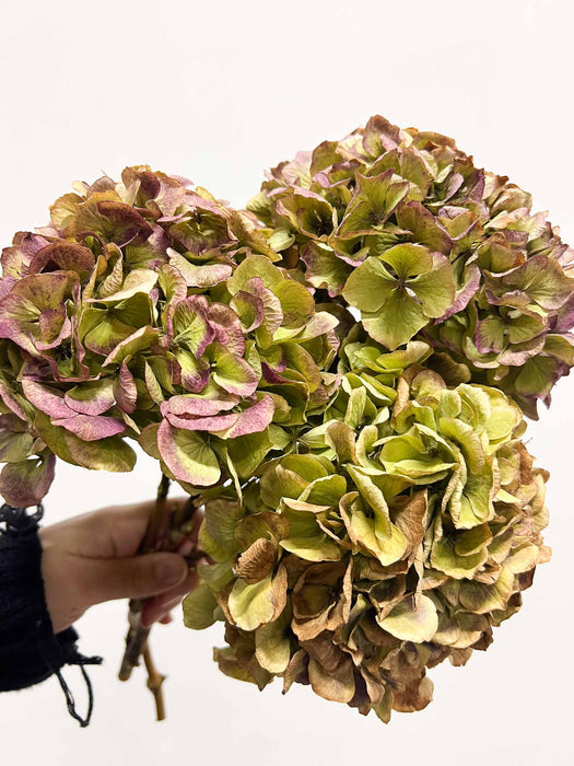 LEONARDA » 3 Ortensie essiccate naturali anticate