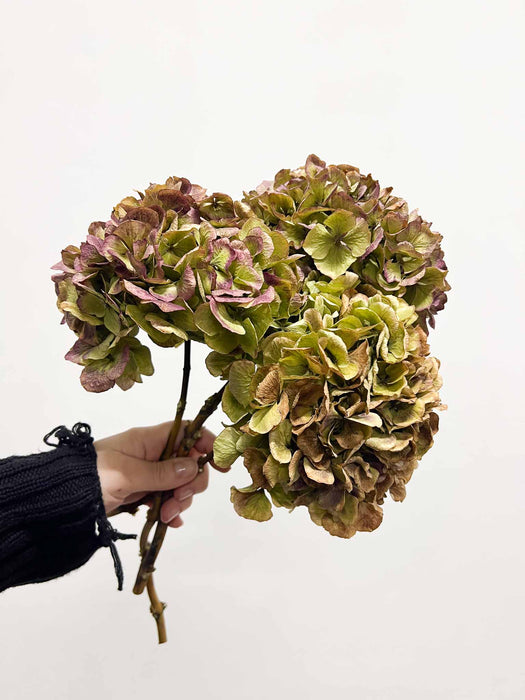 LEONARDA » 3 Ortensie essiccate naturali anticate