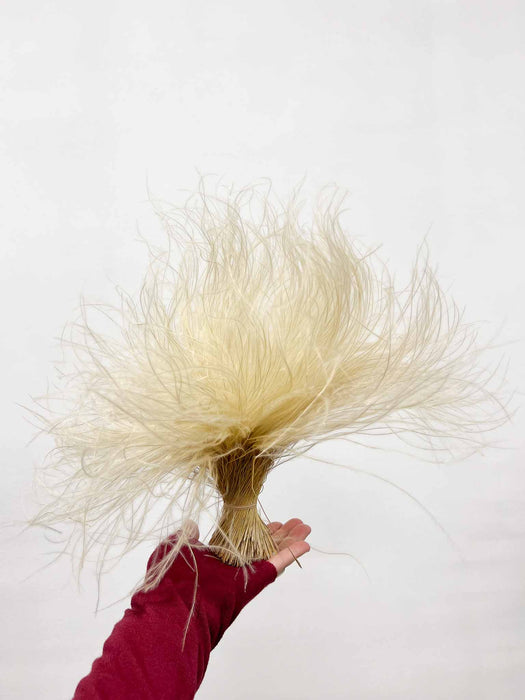 REBECCA » Mazzo di Stipa Coltivata naturale