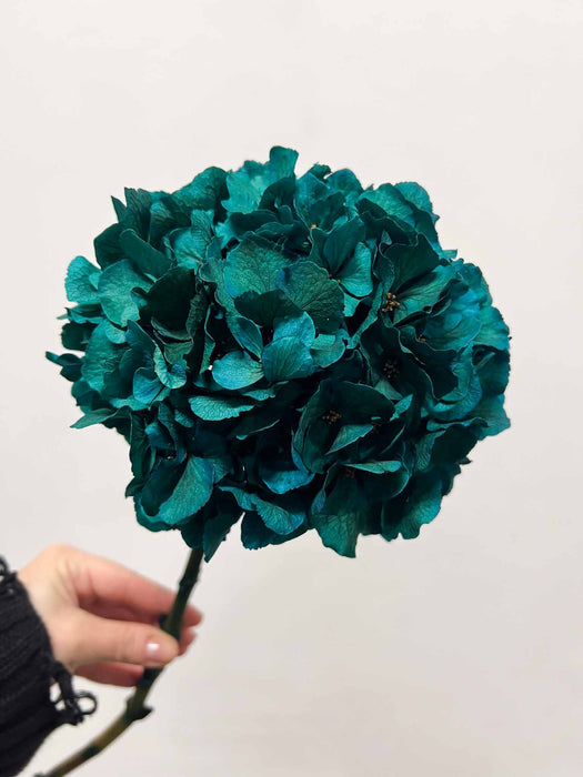 ARRIGO » Ortensia stabilizzata extra teal blu
