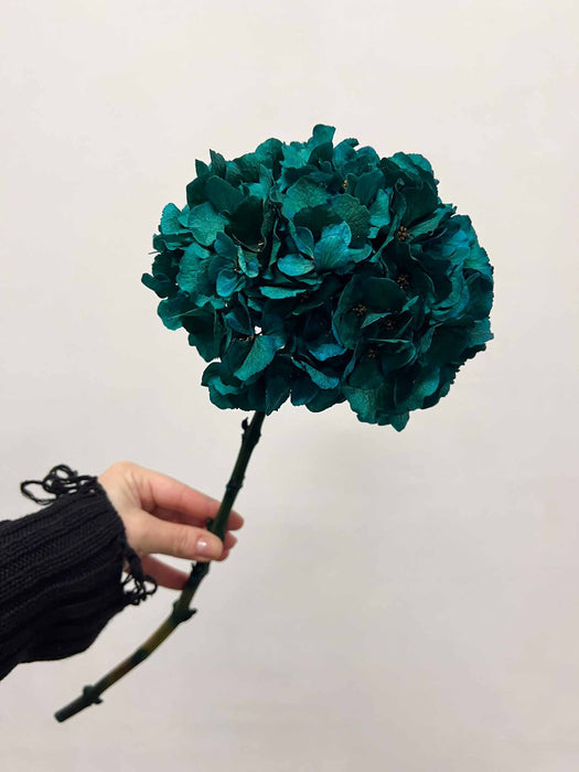 ARRIGO » Ortensia stabilizzata extra teal blu