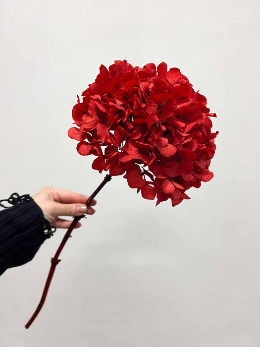 PAOLO » Ortensia stabilizzata extra rosso