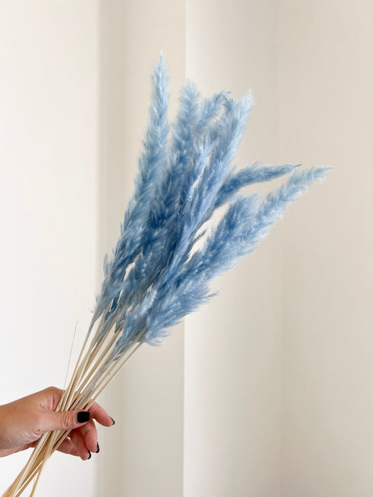 BRAIAN » Mazzo di Fluffy Pampas celeste