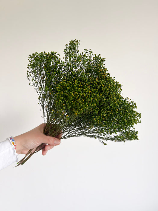 LORIS » Mazzo di Broom Bloom verde stabilizzato