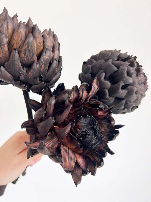 CARBONE » 3 Carciofi grandi essiccati marrone scuro