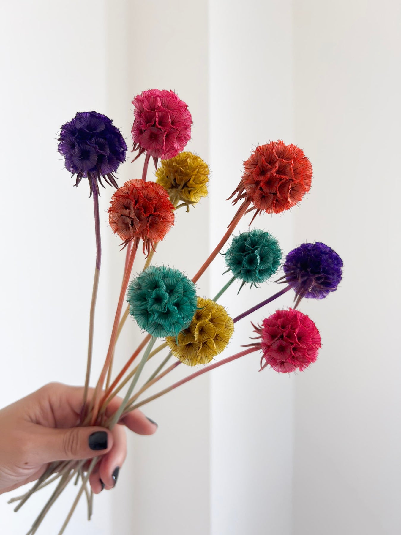 Scabiosa