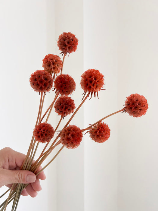 CARLA » Scabiosa Stellata stabilizzata arancione
