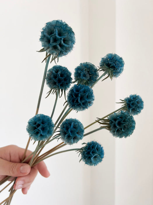 CARLA » Scabiosa Stellata stabilizzata azzurra