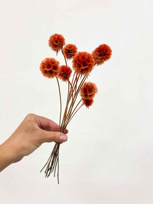 CARLA » Scabiosa Stellata stabilizzata arancione
