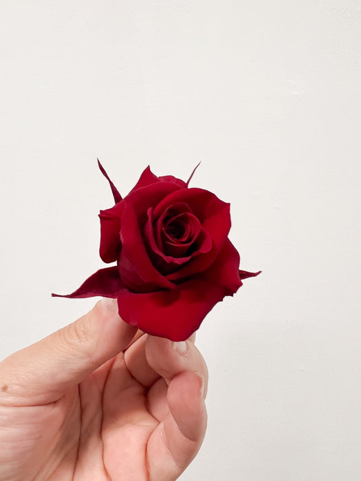 CECILIA » Box da 12 mini fiori di Rosa rosso scuro diametro 3cm