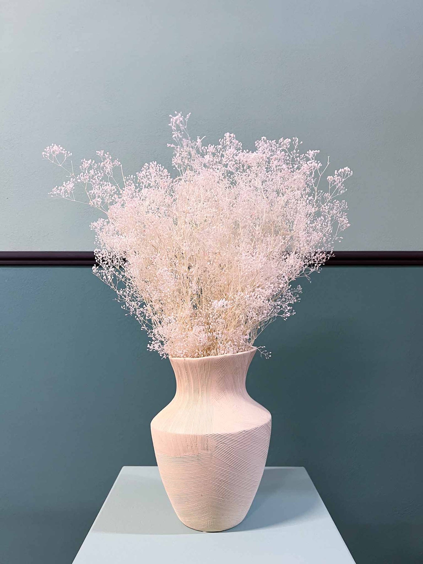 Gypsophila