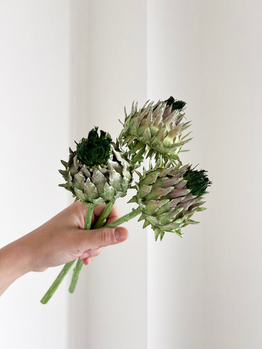 CINARA » Mazzo da tre fiori di Carciofo verde