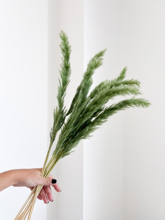 CONRAD » Mazzo di Fluffy Pampas verde oliva