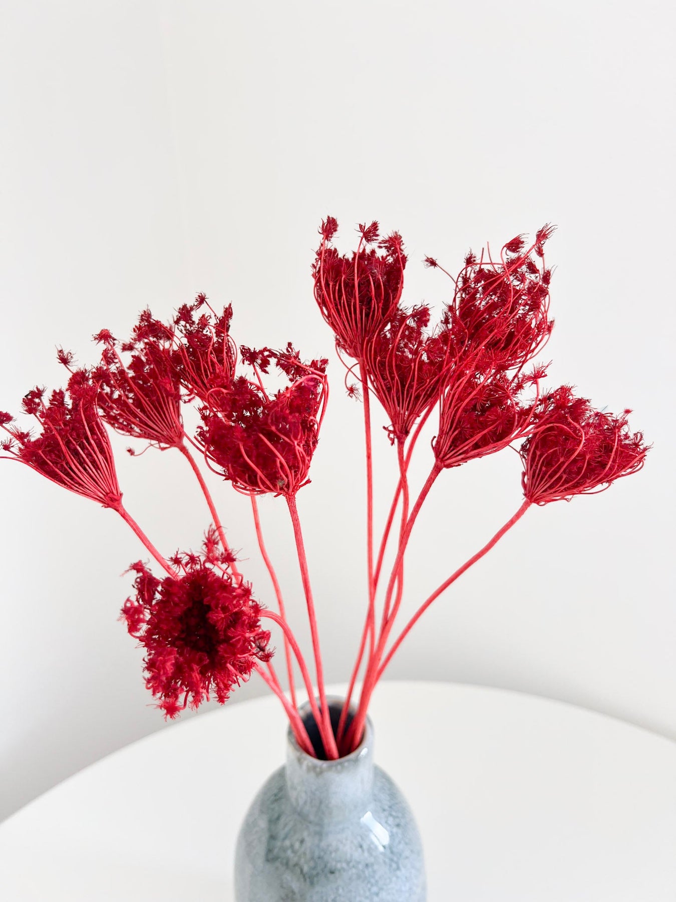 Ammi Majus
