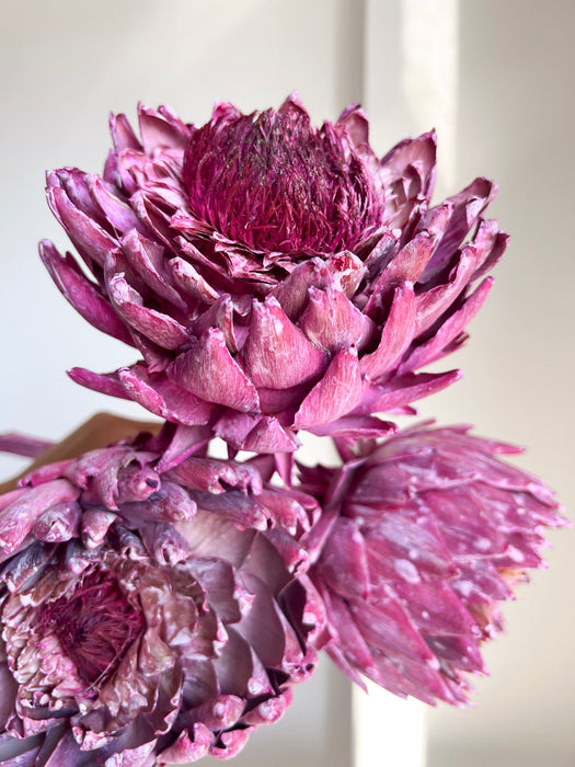 DIONISIA » 3 Carciofi extra grandi essiccati fucsia