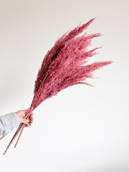 DOMITILLA » Pampas piccola rosa H70cm