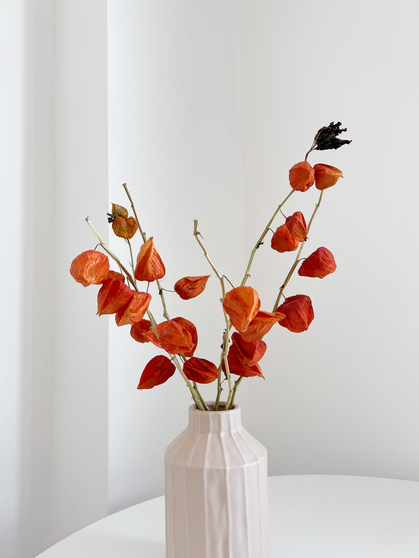 Physalis