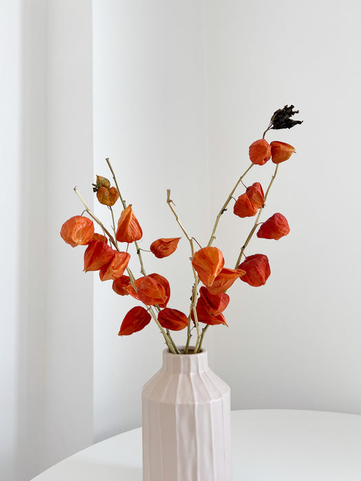 DONATELLA » Mazzo di Physalis naturale