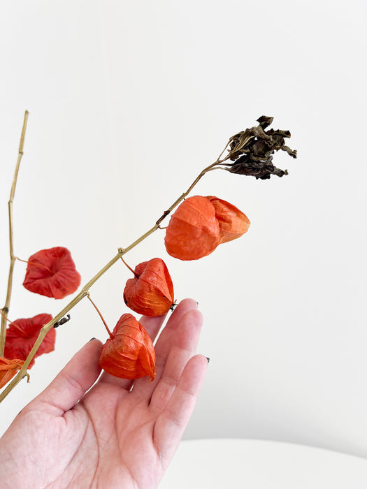 DONATELLA » Mazzo di Physalis naturale