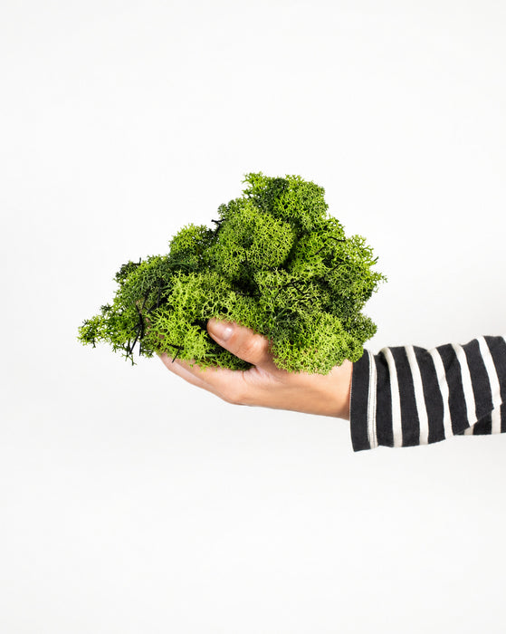 DRIN » Muschio nordico stabilizzato verde chiaro 500gr