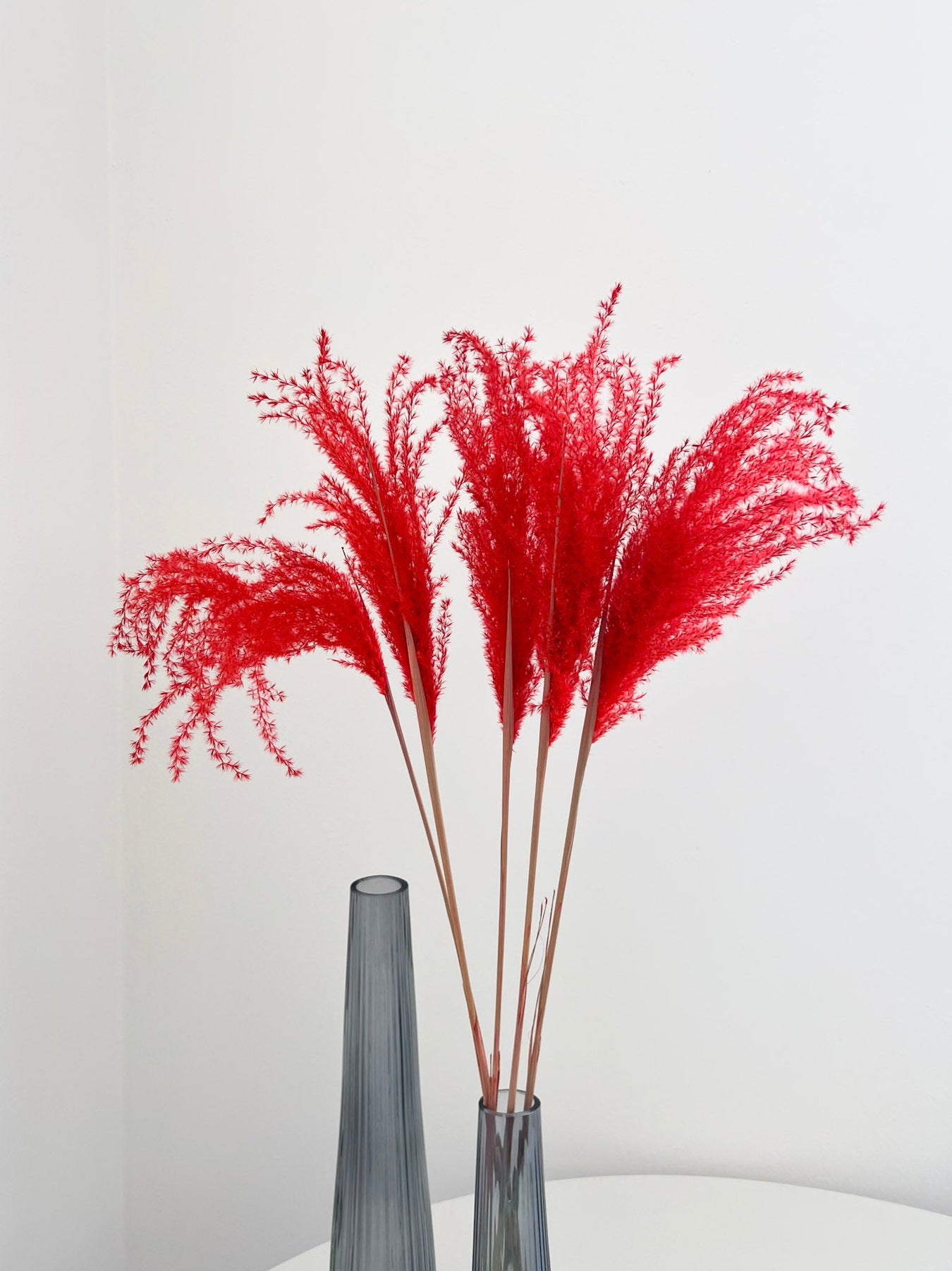 Miscanthus