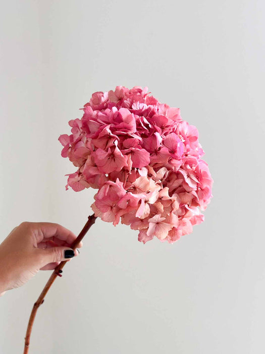ARMANDA » Ortensia stabilizzata extra rosa antico
