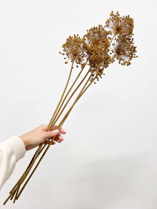 EDA » Mazzo di Allium Gladiator essiccato H70