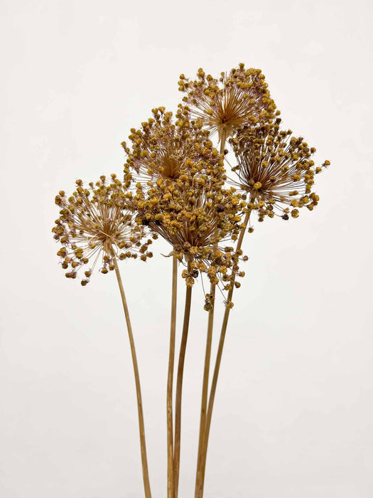 EDA » Mazzo di Allium Gladiator essiccato H70