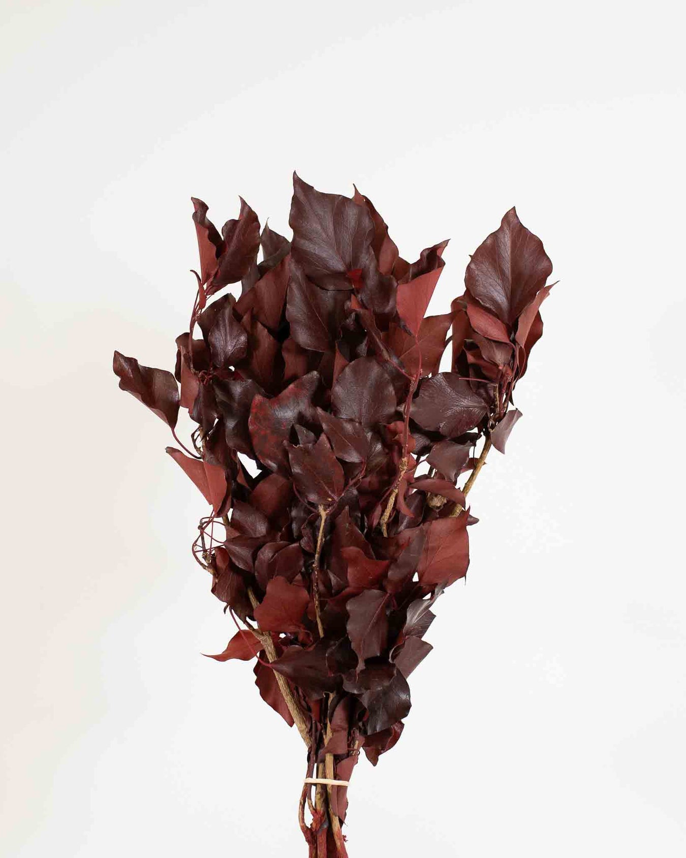 Edera