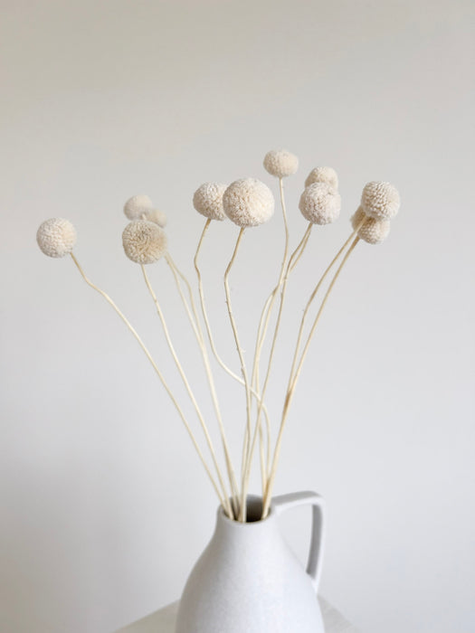 EDOARDO » White Craspedia 10 stems bouquet