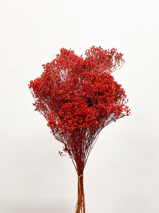 ELIGIO » Mazzo di Broom Bloom rosso mattone
