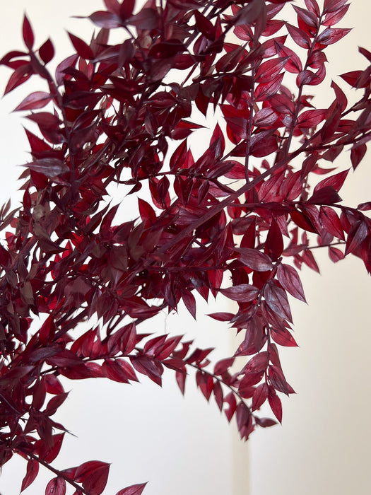 ENNIO » Ruscus stabilizzato bordeaux