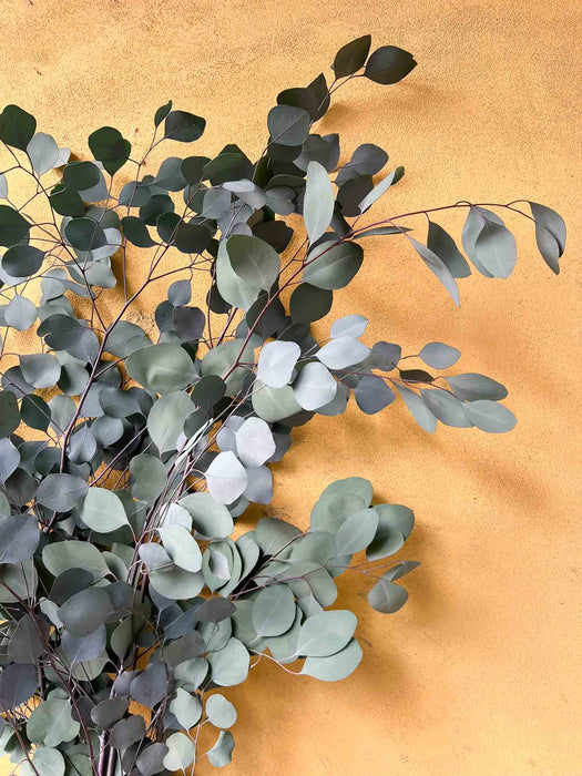 EUCALIPTO POPULUS GRANDE » verde stabilizzato - APOLLO