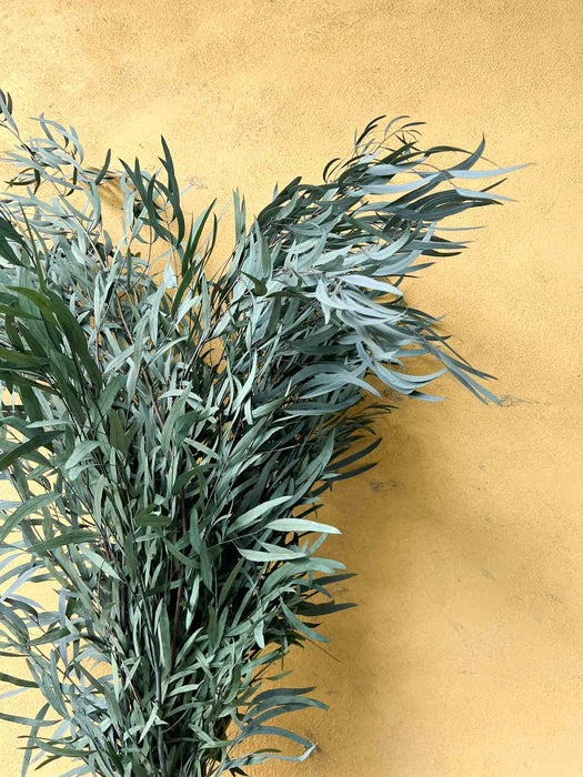 EUCALIPTO NICOLI GRANDE » verde stabilizzato - ADONE