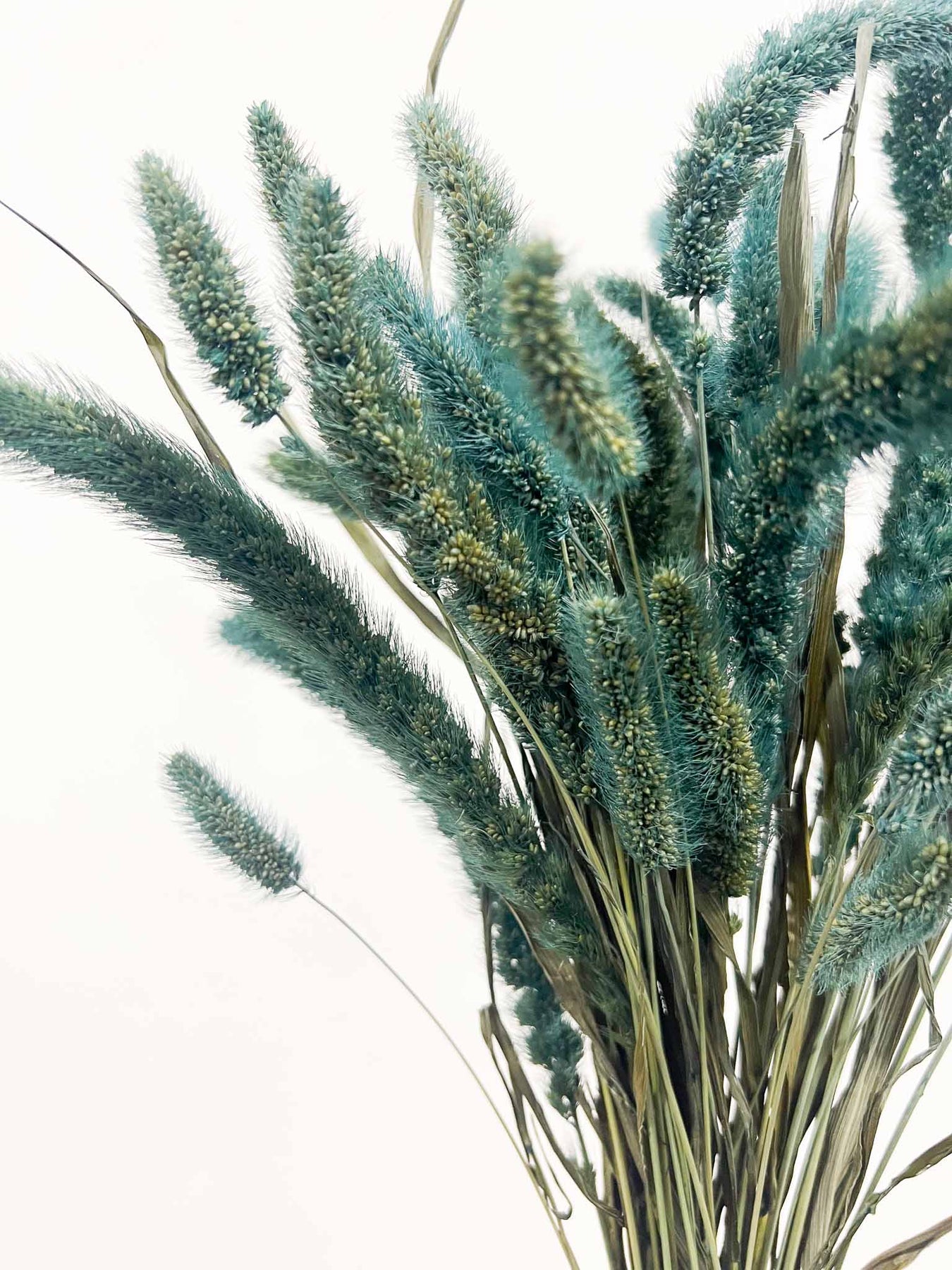 Setaria