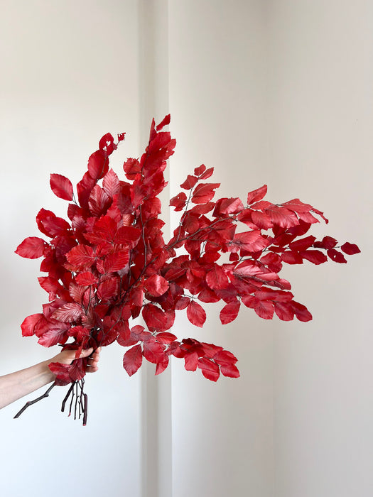 FAYA » Bundle of preserved Beech