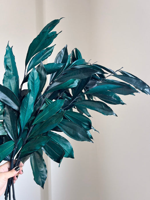 FLORIO » Cocculus stabilizzato verde/blu H70cm