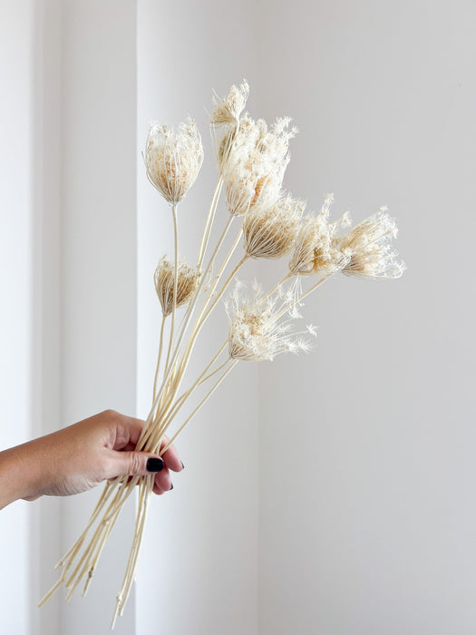 FROZEN » Mazzo di Ammi Majus bianco