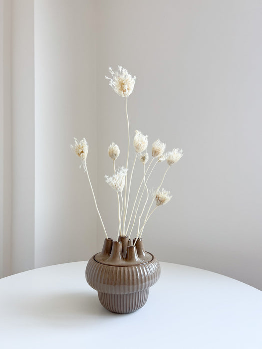 FROZEN » Mazzo di Ammi Majus bianco