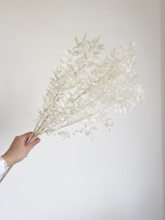GERMANO » Preserved white Ruscus