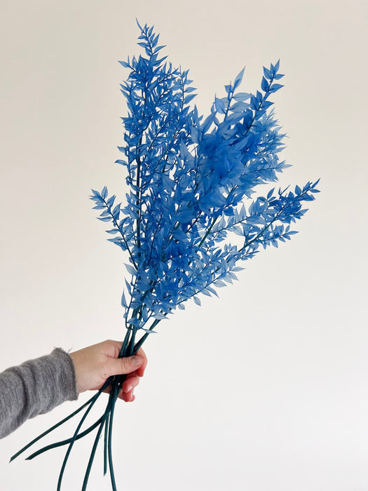 GIULIO » Ruscus stabilizzato azzurro