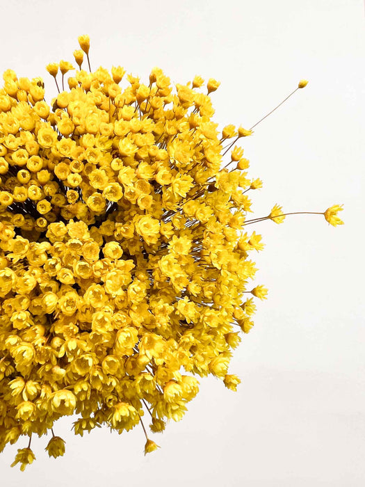 GLIXIA » giallo - MAGGIE