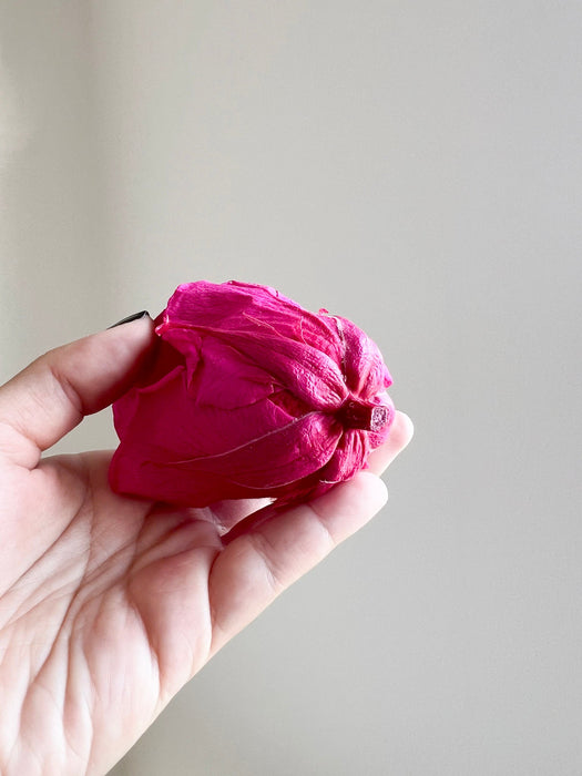 MIRIANA » Box da 6 fiori di Rosa fucsia diametro 6,5cm standard
