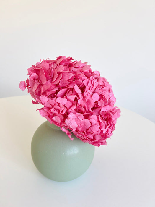 MILLY » Ortensia stabilizzata premium candy pink