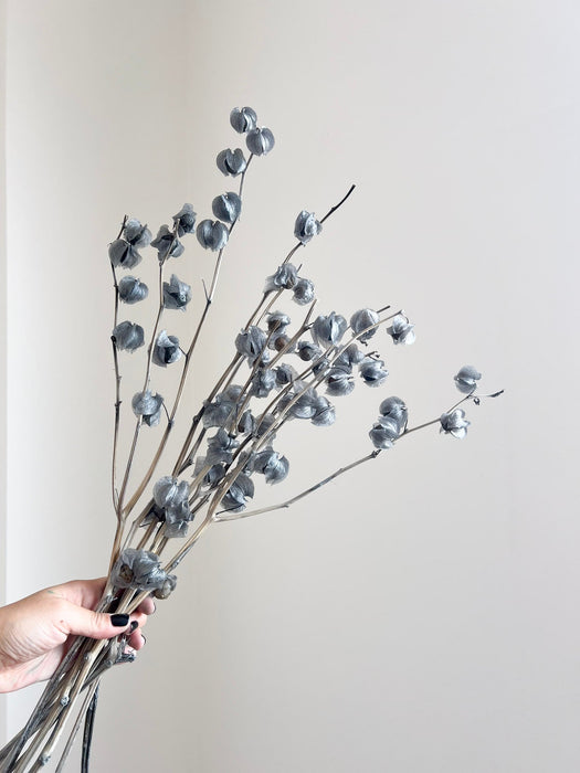 JASPER » Mazzo di Physalis celeste polvere