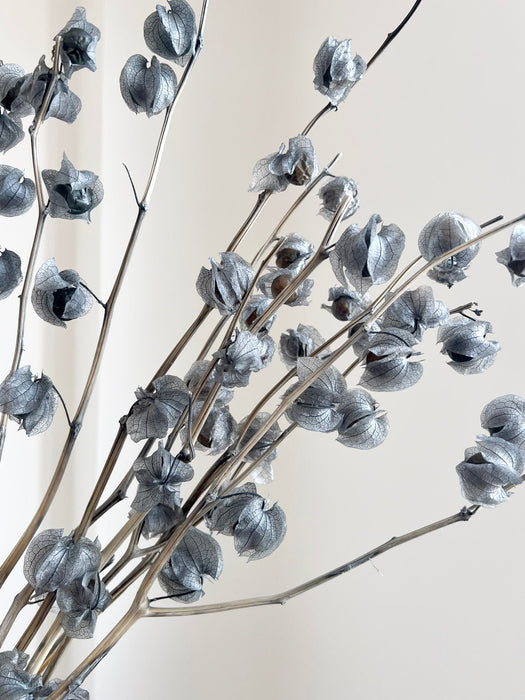 JASPER » Mazzo di Physalis celeste polvere