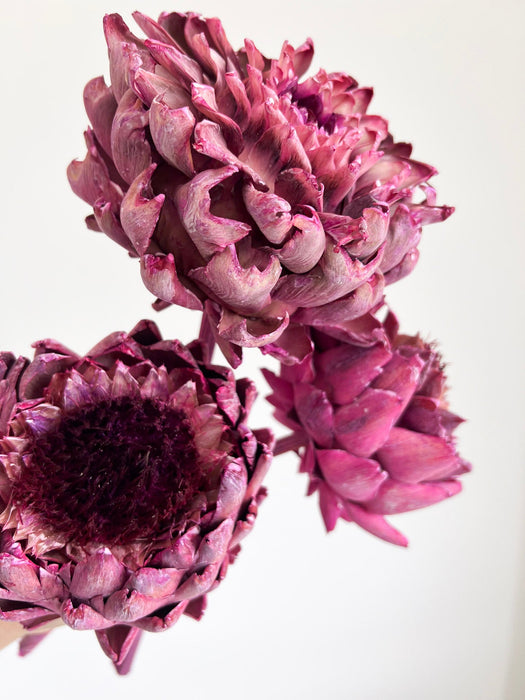 KIRA » 3 Carciofi grandi essiccati fucsia