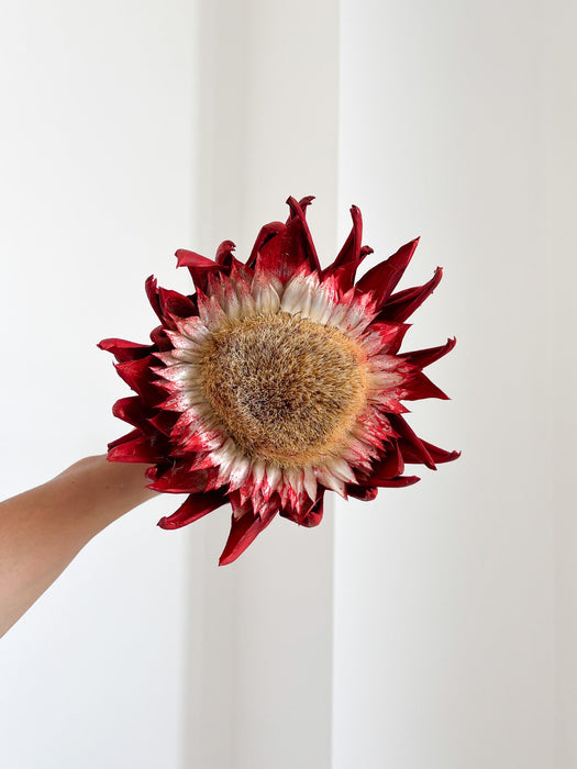 KORA » fiore di carciofo grande aperto rosso