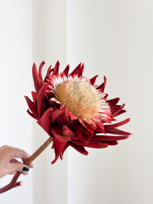 KORA » fiore di carciofo grande aperto rosso